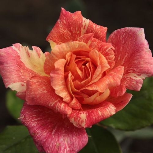 E-commerce, vendita, rose, in, vaso rose ibridi di tea - rosa - giallo - Rosa Mediterranea™ - rosa intensamente profumata - Pedro (Pere) Dot - I suoi fiori interessanti prevalgono in quasi tutti i tipi di aiuole.